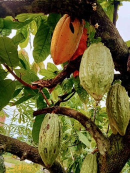 pohon kakao  dok pribadi
