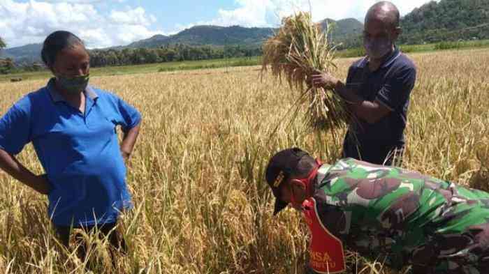 Panen simbolis padi sawah di desa Tualene, Biboki Utara antara Babinsa dan petani. Dok Pos-kupang.com/Tommy Mbenu Nulangi