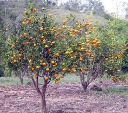 Jeruk keprok Soe, matang di pohon belum tentu bisa dibeli karena telah dijual oleh pemilik sebelum batang. Dok bebeja.com