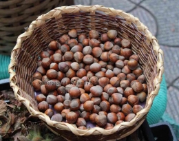 hazelnut--banyak tumbuh dipesisir laut hitam, oleh oleh kacang hazel (Dokpri)