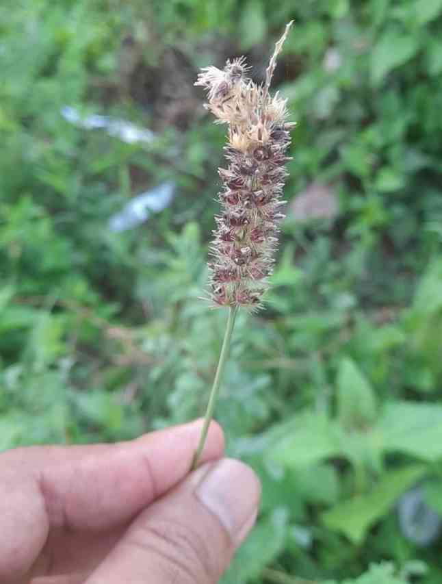 Benih rumput liar berduri dan berbulu, siap menempel pada pakaian atau bulu hewan dan jadilah, mereka berpindah tempat. | Dokumentasi pribadi