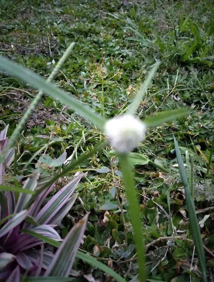 Kembang rumput teki. Tetiba tumbuh sendiri di dalam pot bunga. Lebih unggul berkompetisi dengan tumbuhan yang ditanam manusia.| Dokumentasi pribadi