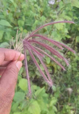 Kembang rumput liar yang berbulu ini dapat menyebar dengan bantuan hewan dan angin.| Dokumentasi pribadi