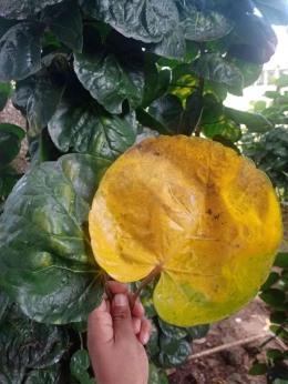 Salah satu bahan pupur, daun mangko. (Foto: Dokumentasi Pribadi)