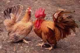 Ayam kate,  sumber gambar: duniabelajar