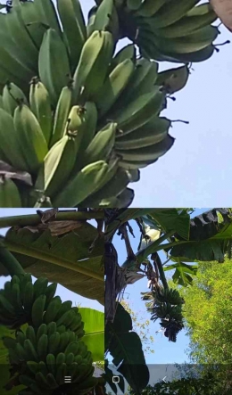 Pisang-pisang yang tumbuh subur dan mulai berbuah di halaman belakang (dokpri by IYeeS) 