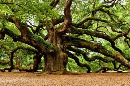 Penampakan pohon Oak yang terlihat sangat besar dan rindang (sumber: jurnalasia.com)