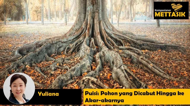Pohon yang dicabut ke akar-akarnya (gambar: sciencefocus.com, diolah pribadi)