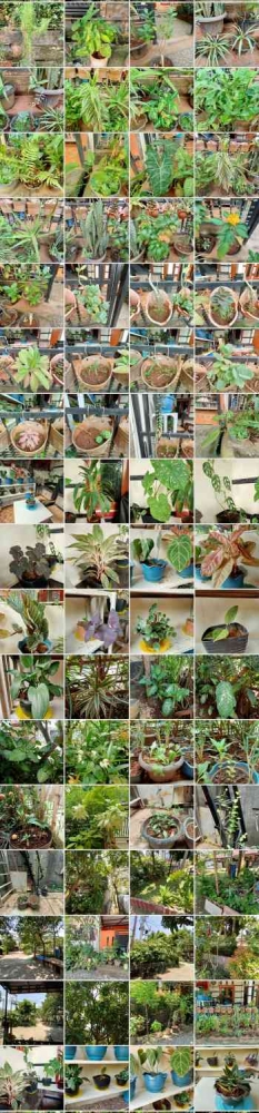 Berbagai tanaman yang berada di rumah ku di Cikeas I Sumber Foto : dokpri