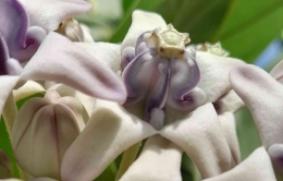 Bunga Widuri, eksotis dan dapat dijadikan sebagai Toga sekaligus sebagai tanaman hias rumah.| Dokumentasi pribadi