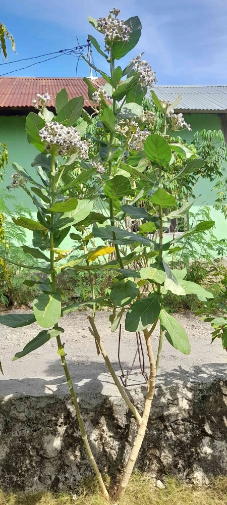 Tampilan utuh pohon Widuri yang ditanam di pekarangan. Koleksi bidan Minggas Nafanu| Dokumentasi pribadi