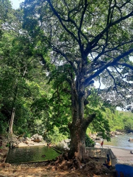 Pohon slumprit berusia ratusan tahun di atas pemandian.| Dokumentasi pribadi penulis