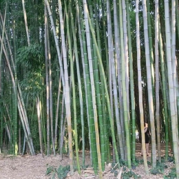 Ini adalah mini hutan bambu. Dokpri.