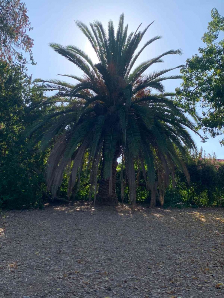 Spanish palm tree. Dokpri.