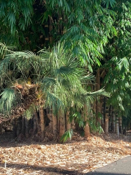 Sejenis pohon bambu yang besar. Dokpri.