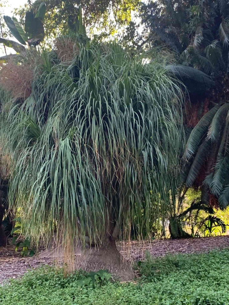 Ponytail palm. Dokpri.