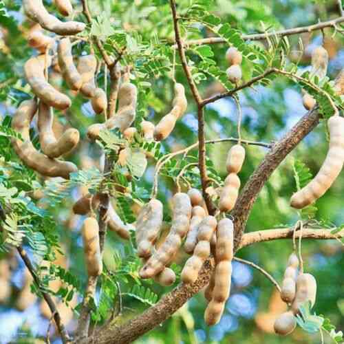 Buah asam Jawa, siap 'digoyang'. Dok agrozine.id