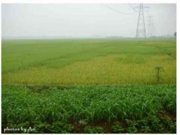 Dokpri: kebun jagung dan sawah di dekat rumah