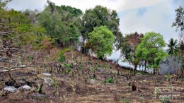 Tebas bakar di NTT, budaya yang masih sulit dihentikan dalam membuka lahan baru. Dok Cendananews.com/Ebed de Rosary
