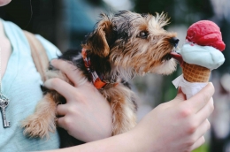 Sebaiknya anjing tidak diberi es krim karena mengandung laktosa | Dok Unsplash/Christian Bowen.