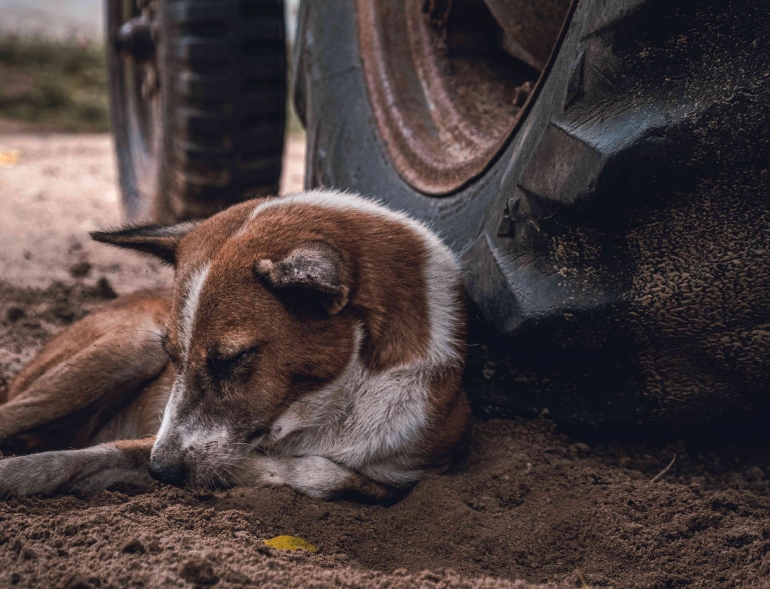 Ilustrasi anjing terlantar. | Dok. Unsplash/Daniele Franchi.