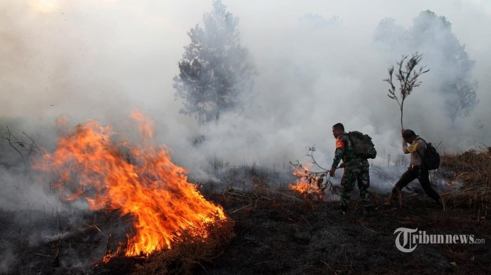 Ilustrasi kebakaran hutan| Tribun Pekanbaru/Theo Rizky