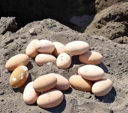 Telur burung Beleu (wanaswara.com)
