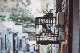 Ilustrasi gambar hobi burung. Gambar dari Pexels/zhang kayv