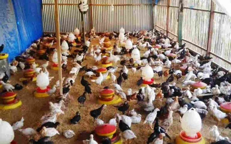 Joper Chicken Ternak Ayam Joper dan Hasil dari Ayam Joper - Kompasiana.com