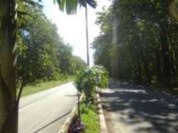 Kawasan hutan jati Nenuk di Timor yang disebut jalan Tol di Atambua pada musim hujan (Kompasiana.com/Balsius Mengkaka)