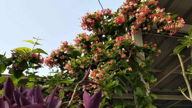 Melati Belanda, Morning Glory, Nona Makan Sirih, Tanaman Merambat ...