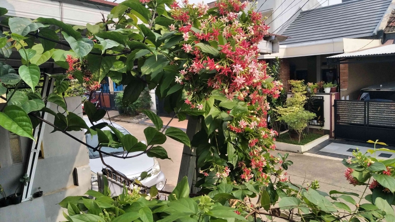 Melati Belanda, Morning Glory, Nona Makan Sirih, Tanaman Merambat ...