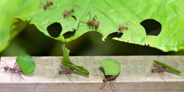 Jumlah semut dipermukaan bumi ini diperkirakan mencapai20,000,000,000,000,000. Photo: iStock / Getty Images Plus   