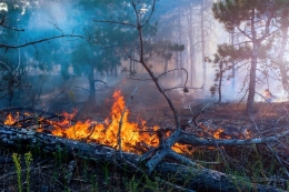 Ilustrasi kebakaran hutan dan lahan. (sumber: Shutterstock.com via kompas.com) 