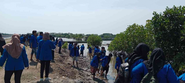 Tanam Pohon Mangrove Mahasiswa Kamadiksikip Unikal dan IKMAB UIN KH. Abdurrahman Wahid