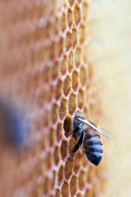 lebah hewan penghasil madu (sumber; pexels)