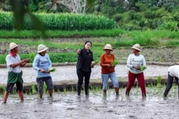 Ketua DPR RI Puan Maharani Berkunjung ke kabupaten Badung, Subak Tanah Yeng, Desa Sadeng dan ikut menaman padi bersama warga, Sumber : wartabalionline