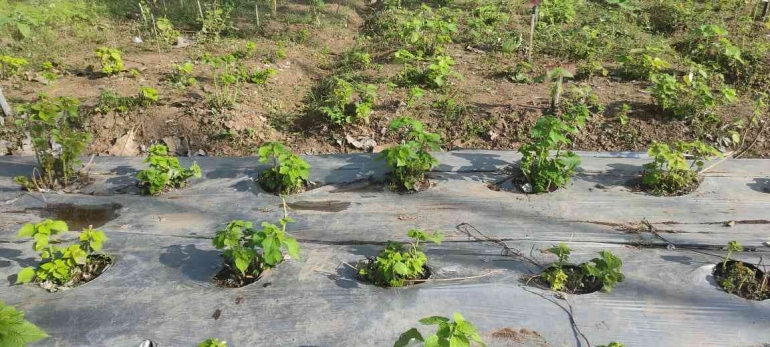 Pengembangan Pertanian Organik dan Diversifikasi Produk Tanaman Rami di ...