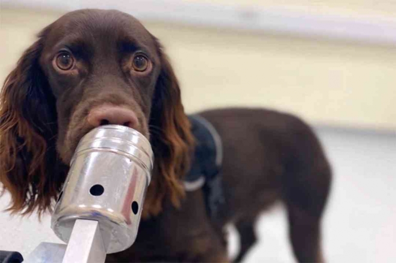 Anjing dapat mendeteksi orang yang sedang stress, kanker, diabetes dan Covid   berdasarkan penciumannya yang sangat tajam. Photo: Queen's University Belfast 