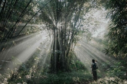 Pohon bambu yang dalam kilauan cahaya matahari, menjadi pesona tersendiri bagi penyuka fotografi. Sumber foto: www.insanwisata.com