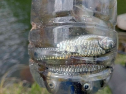 Ikan kaperas hasil tangkapan di danau Lau Kawar (Dok. Pribadi)