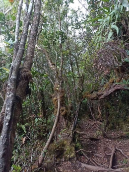 Foto hutan Lumut di Jalur Pendakian Gunung Sibuatan (Dokumen pribadi)