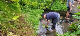 Metik Selada Air di Sungai Qolbu | Dokumentasi Pribadi