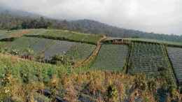 Sawah, aset penting untuk generasi mendatang, sangat disayangkan jika harus beralih fungsi / Foto : Astrid Setya