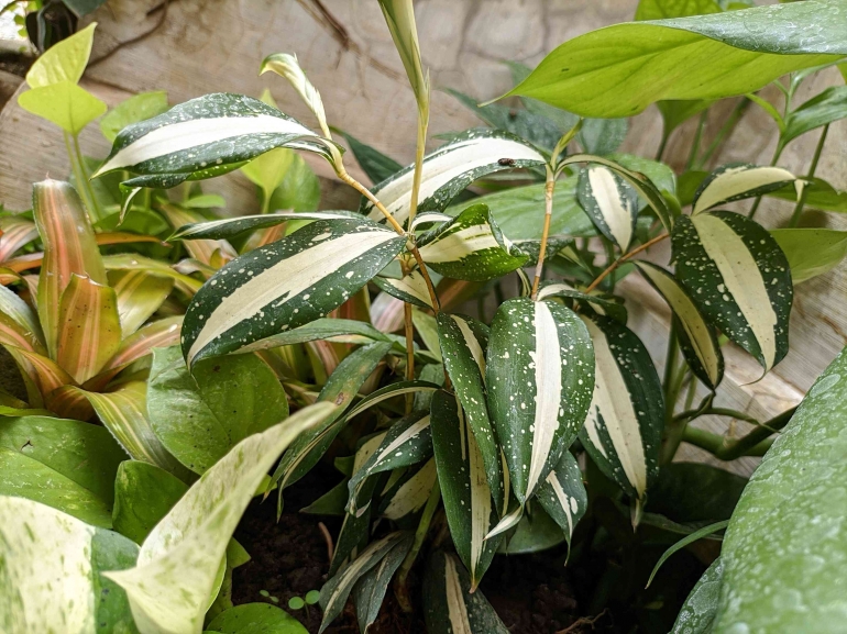 Dracaena surculosa milky way di taman depan rumah, doc. Pribadi