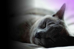berwudhu sebelum tidur  (Sumber: Pixabay)