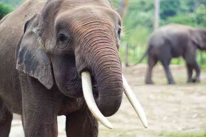 Foto ilustrasi seekor gajah. Sumber : Kompas.com