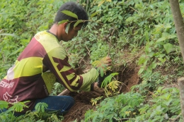 Masyarakat yang sedang menanam bibit setelah membuat lubang tanam