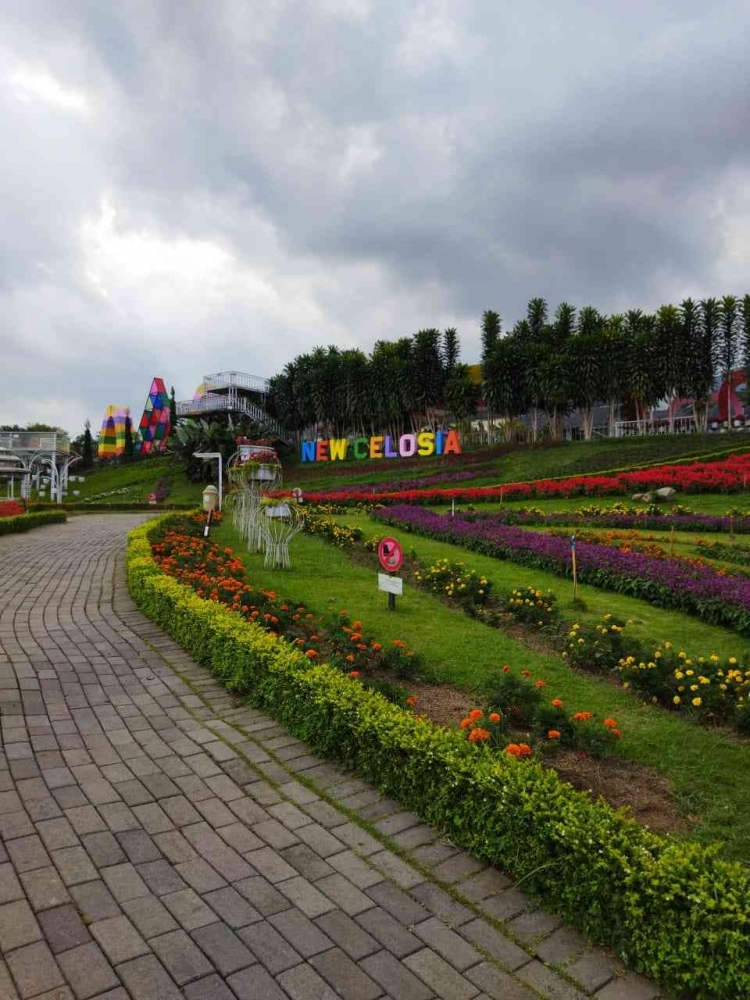 Area Taman Bunga Celosia yang luas (Dokpri)