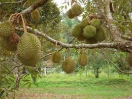 Buah durian ini telah direkayasa oleh Distan Kabupaten Buleleng, Bali untuk berbuah di luar musimnya (Dokumentasi foto: distan.bulelengkab.go.id)